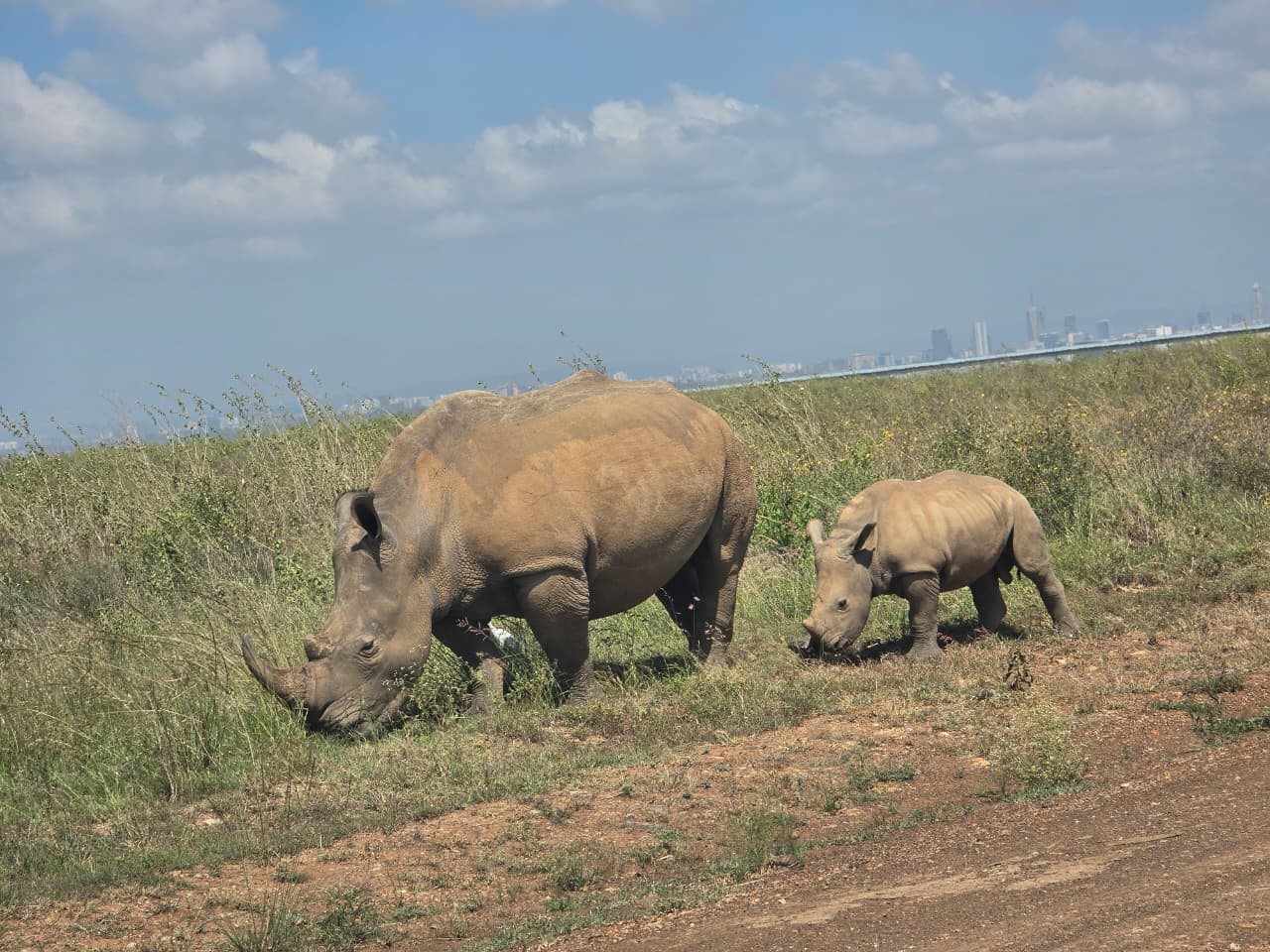 Rhino and Calf Sighting