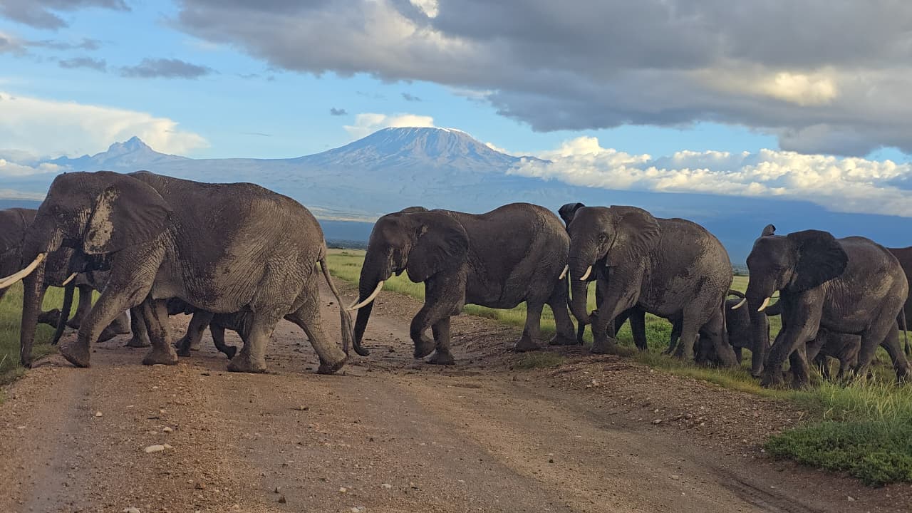 2 Days Amboseli National Park Safari