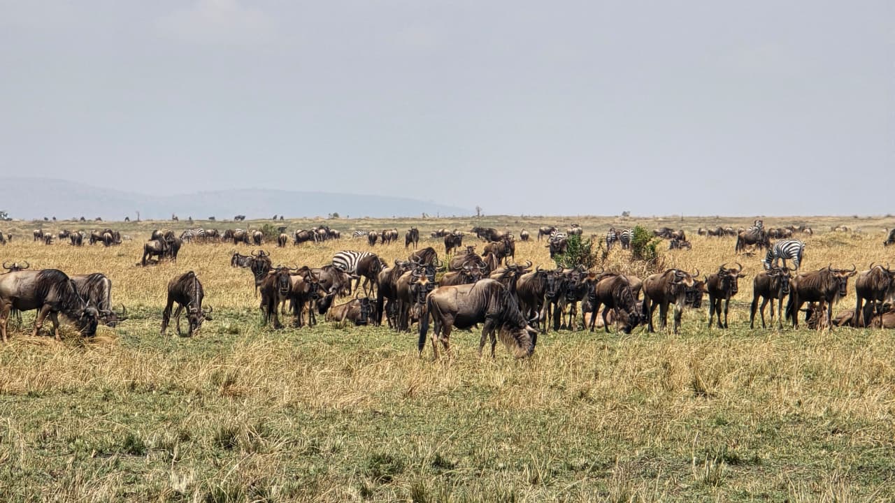 3 Days Magic of Masai Mara Safari