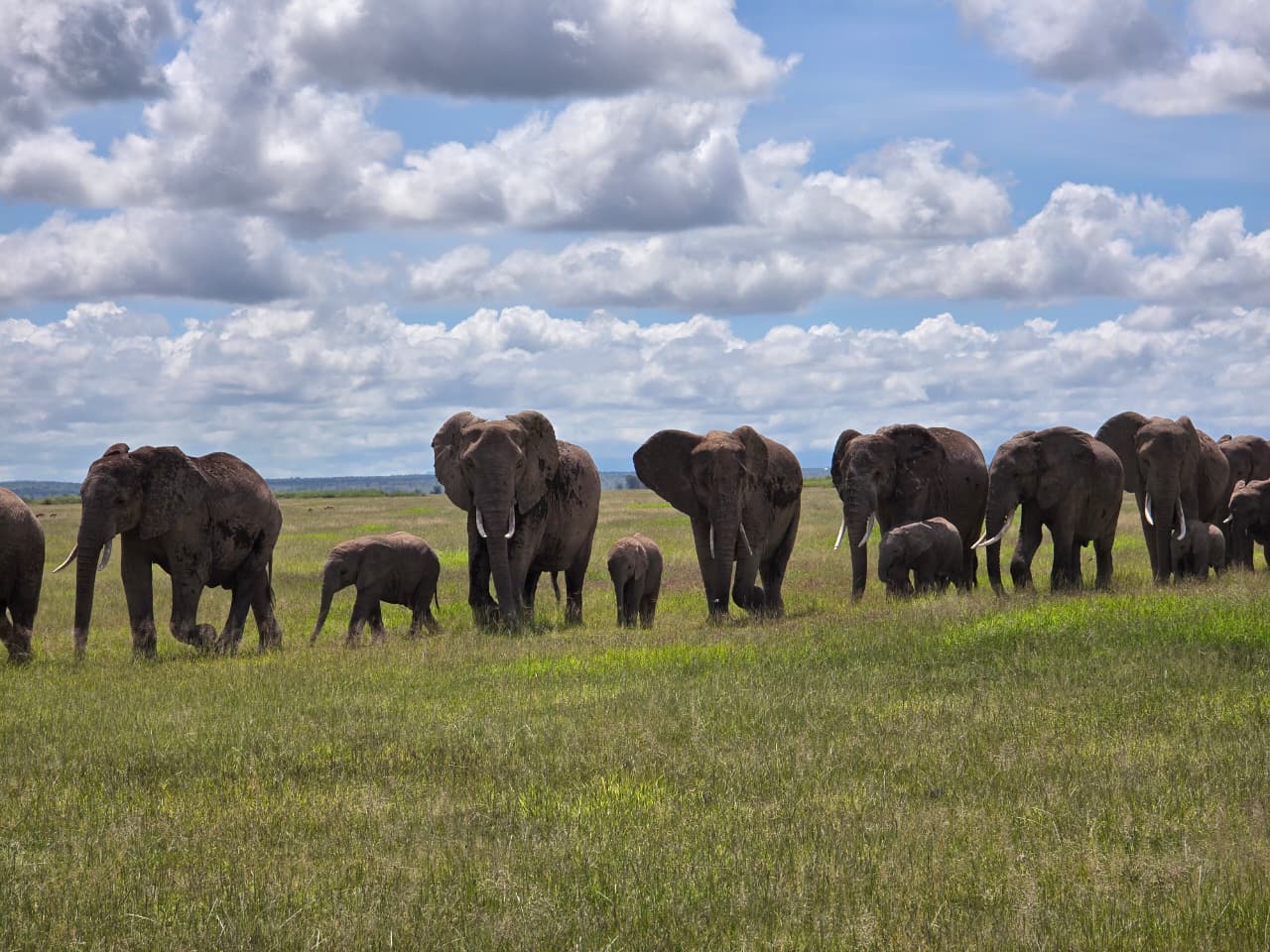 4 Days Serengeti, Ngorongoro Crater & Tarangire National Park Safari